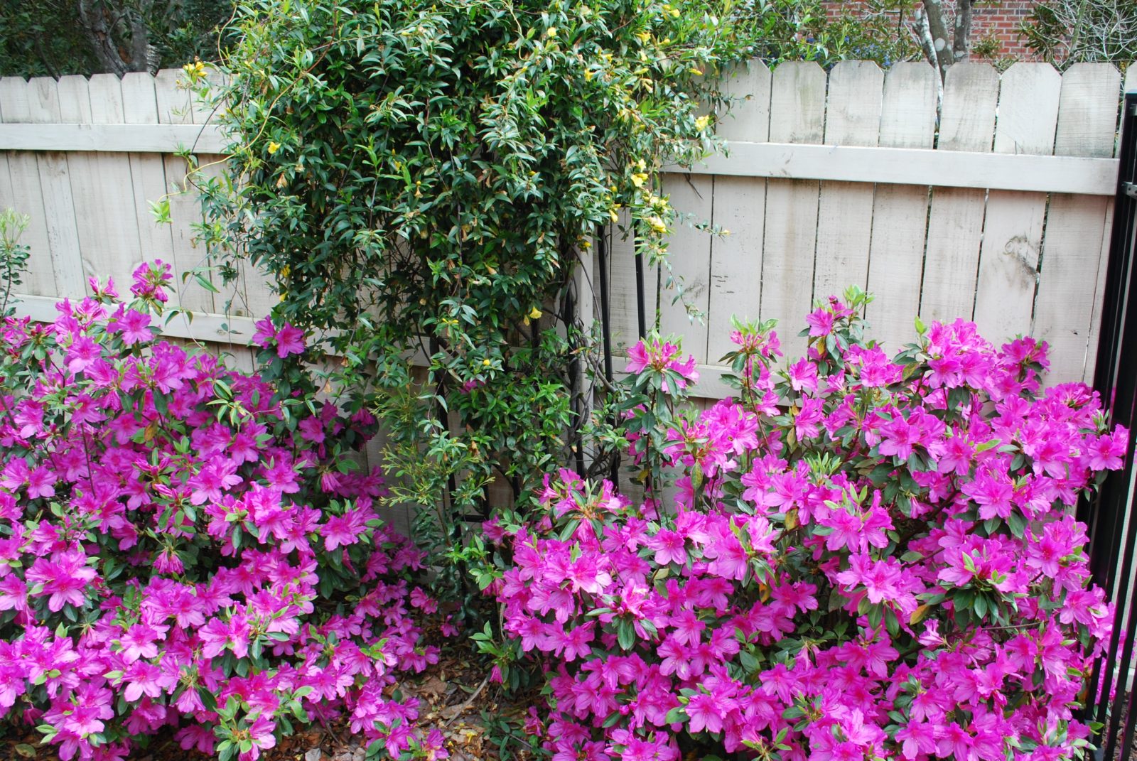Vibrant pink azalea flowers blooming in a garden against a wooden fence image.