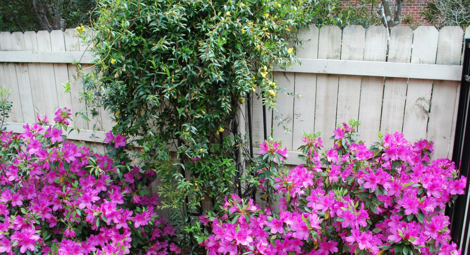 New Vibrant pink flowers blooming against a wooden fence with green foliage.