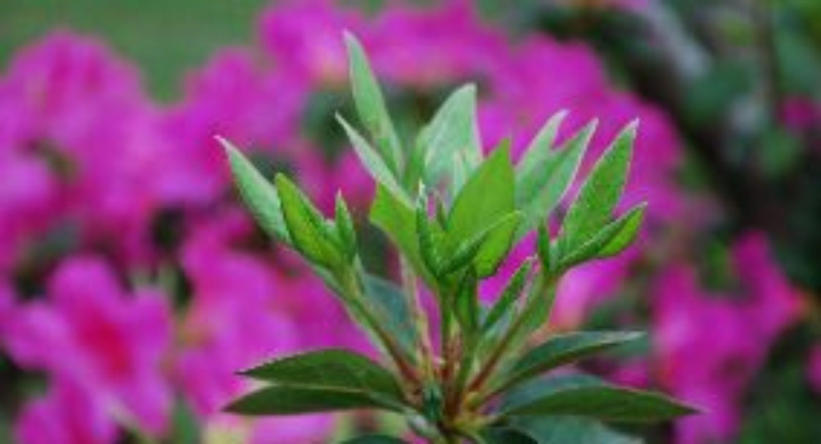 Close-up of green leaves with vibrant pink flowers blurred in the background.