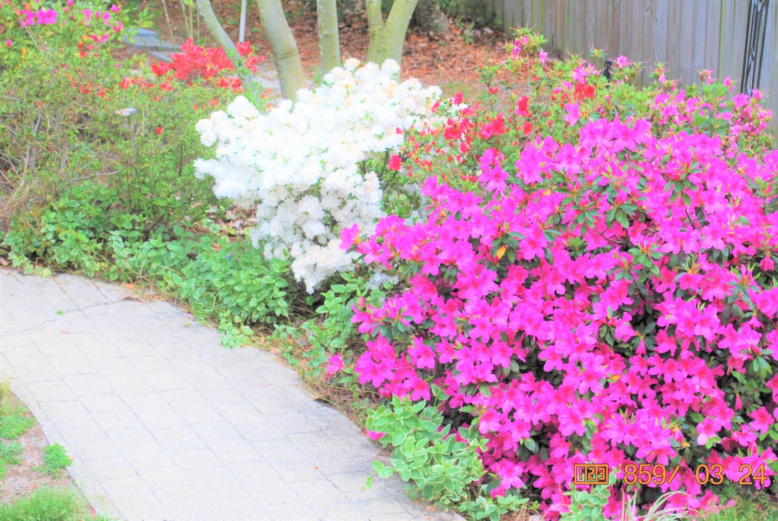 Vibrant pink and white flowers blooming beside a sidewalk.
