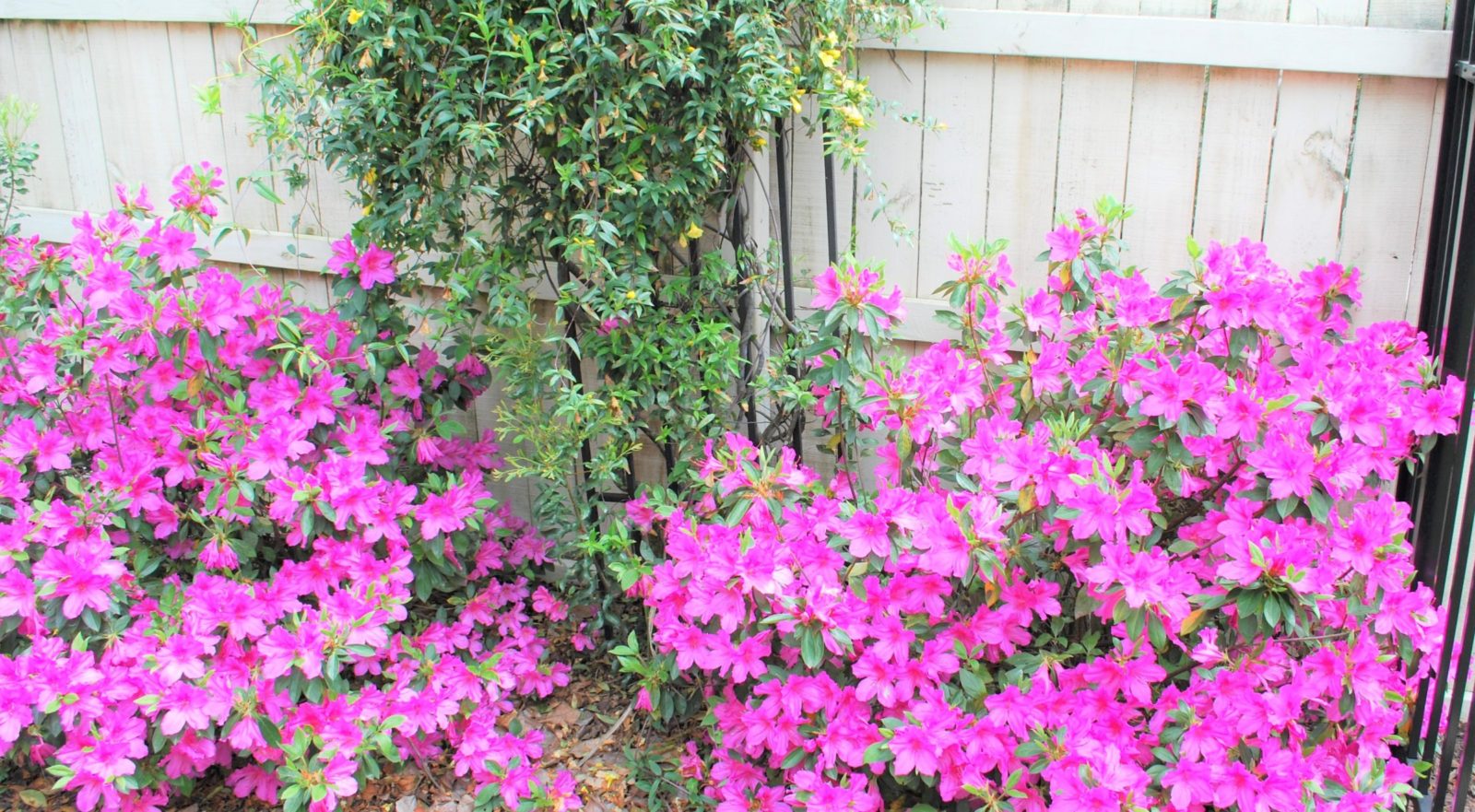 Vibrant pink flowers blooming against a wooden fence with green foliage.