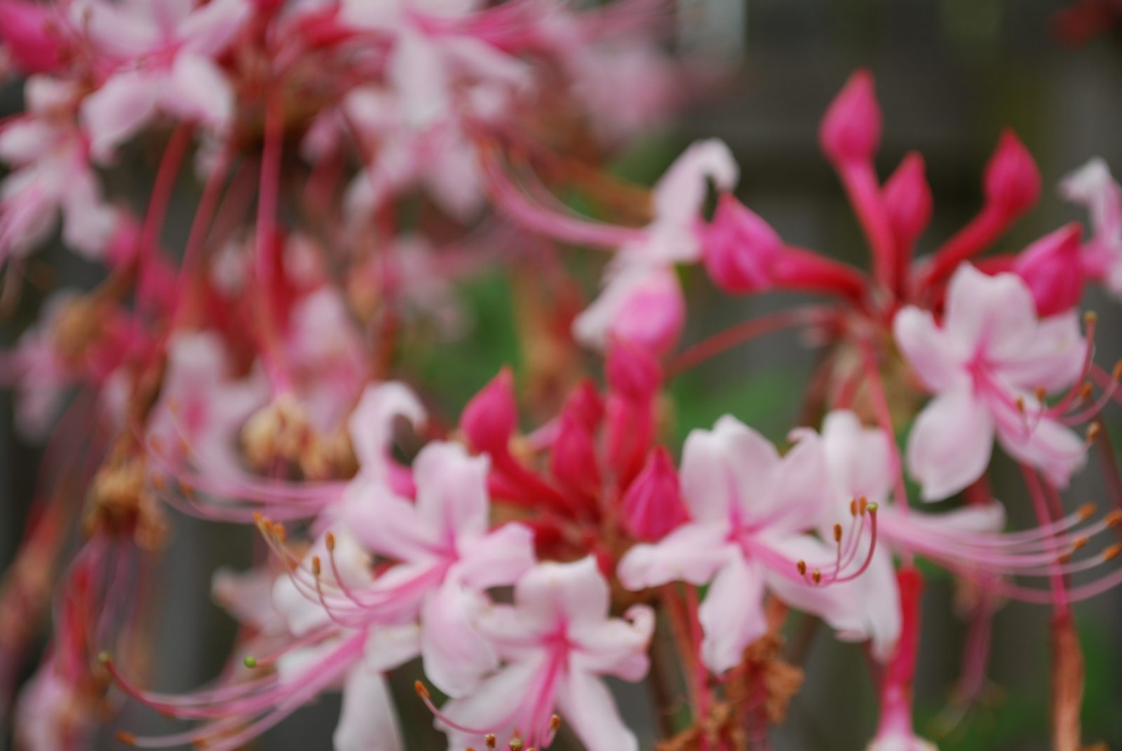 Close-up of pink and red flowers in bloom.