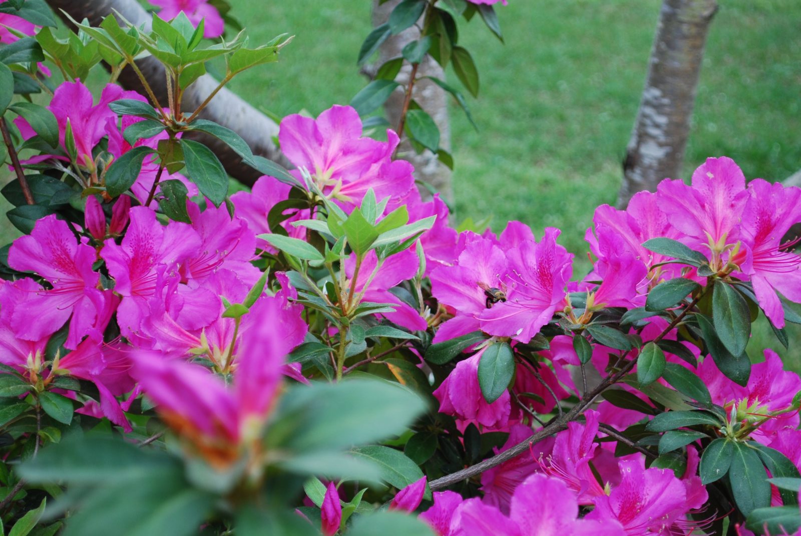 Bright pink azalea flowers blooming in a garden.