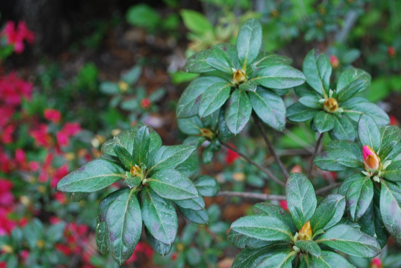 Close-up of green leafy plants with small buds in a natural setting.