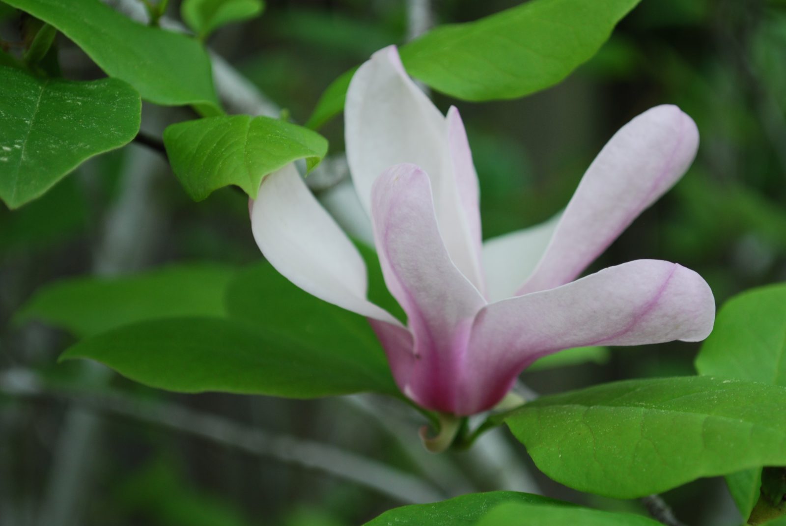 A close-up of a delicate white flower with pink accents surrounded by green leaves.
