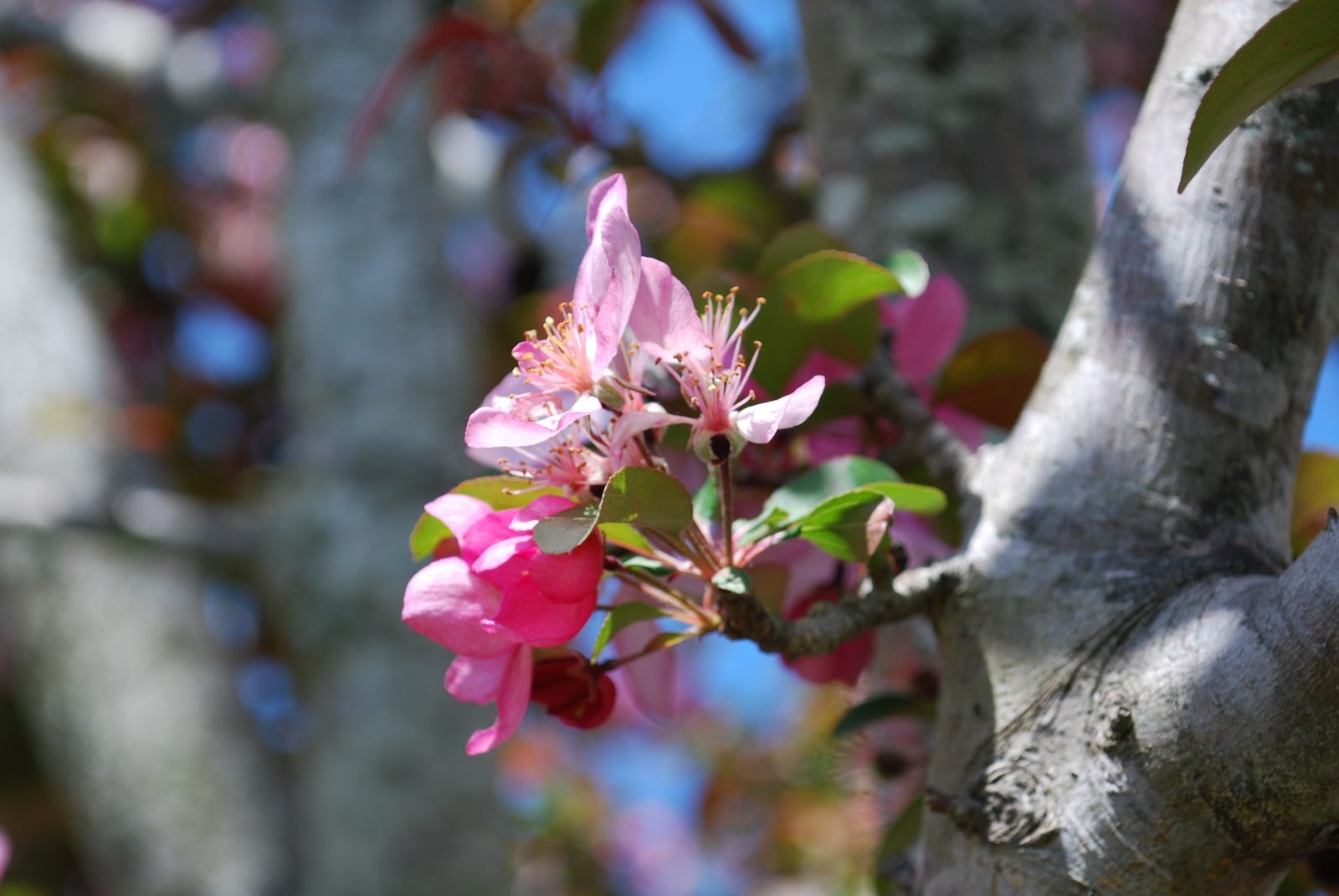 Close-up of pink blossoms on a tree branch in spring.