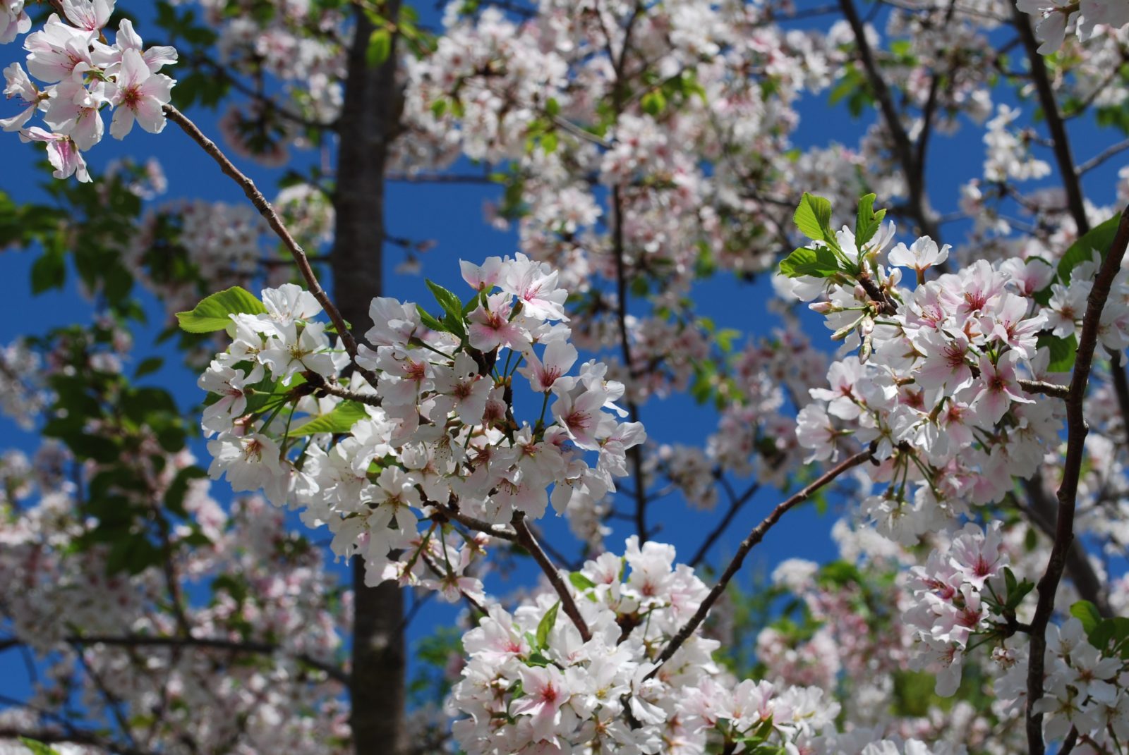 Branches of cherry blossoms against a clear blue sky.