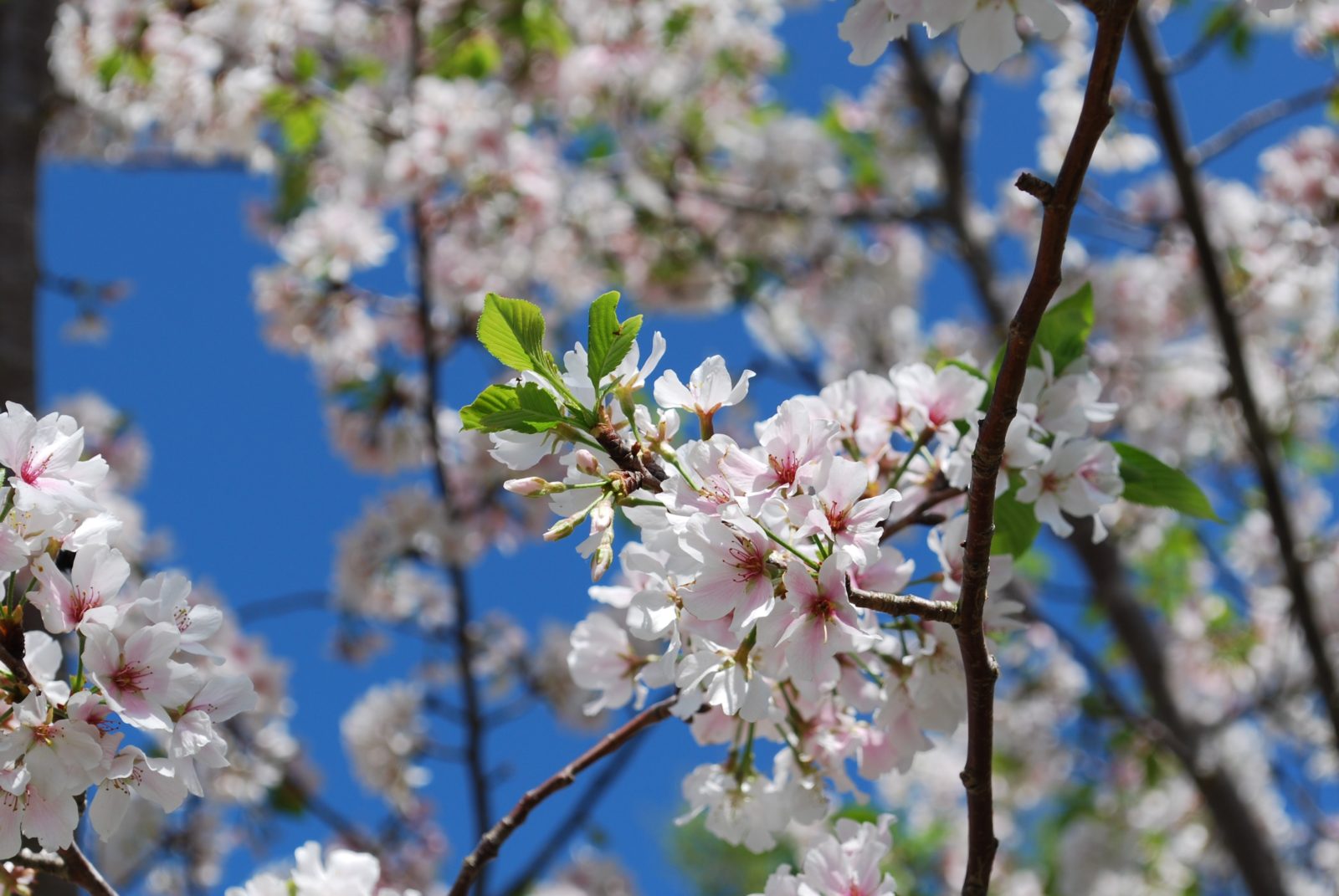 Delicate white and pink blossoms on a tree branch against a bright blue sky.