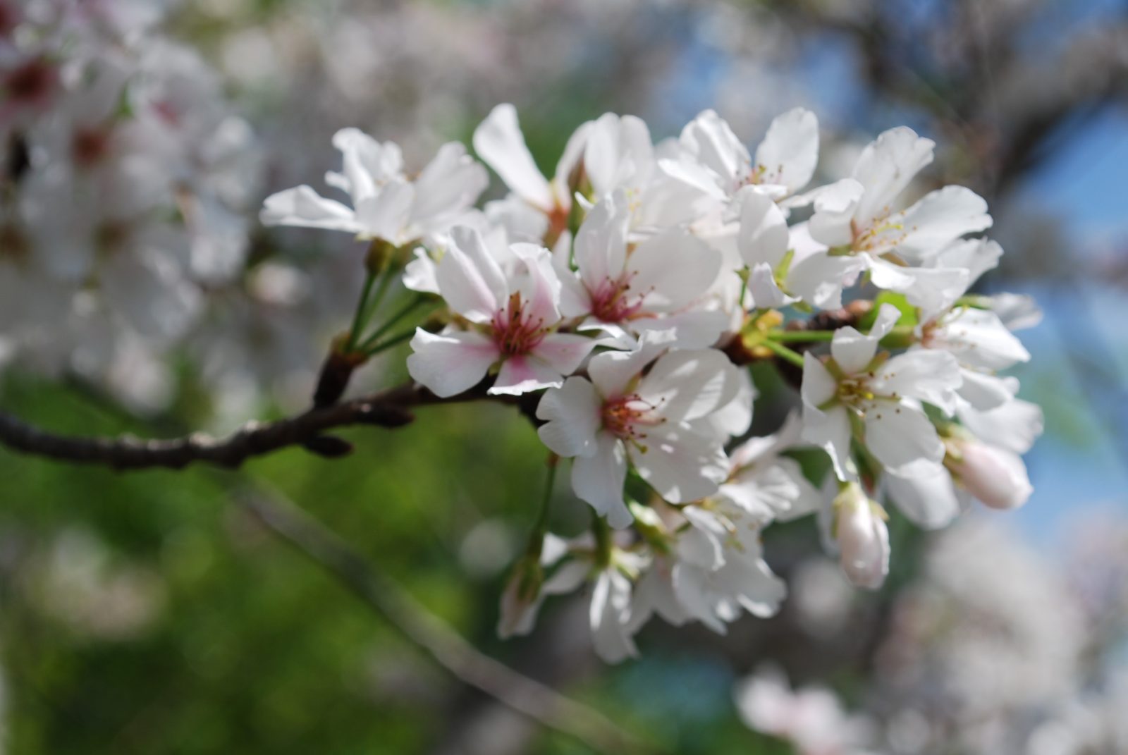 Close-up of white and pink almond blossoms on a branch.