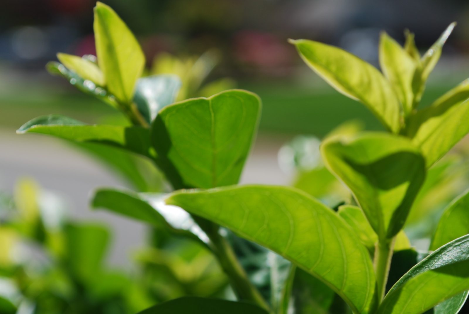 Close-up of fresh green leaves on a sunny day.