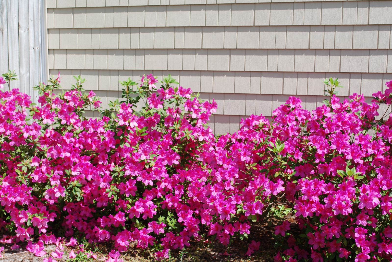 Bright pink azalea bushes bloom vibrantly against a beige shingled wall.