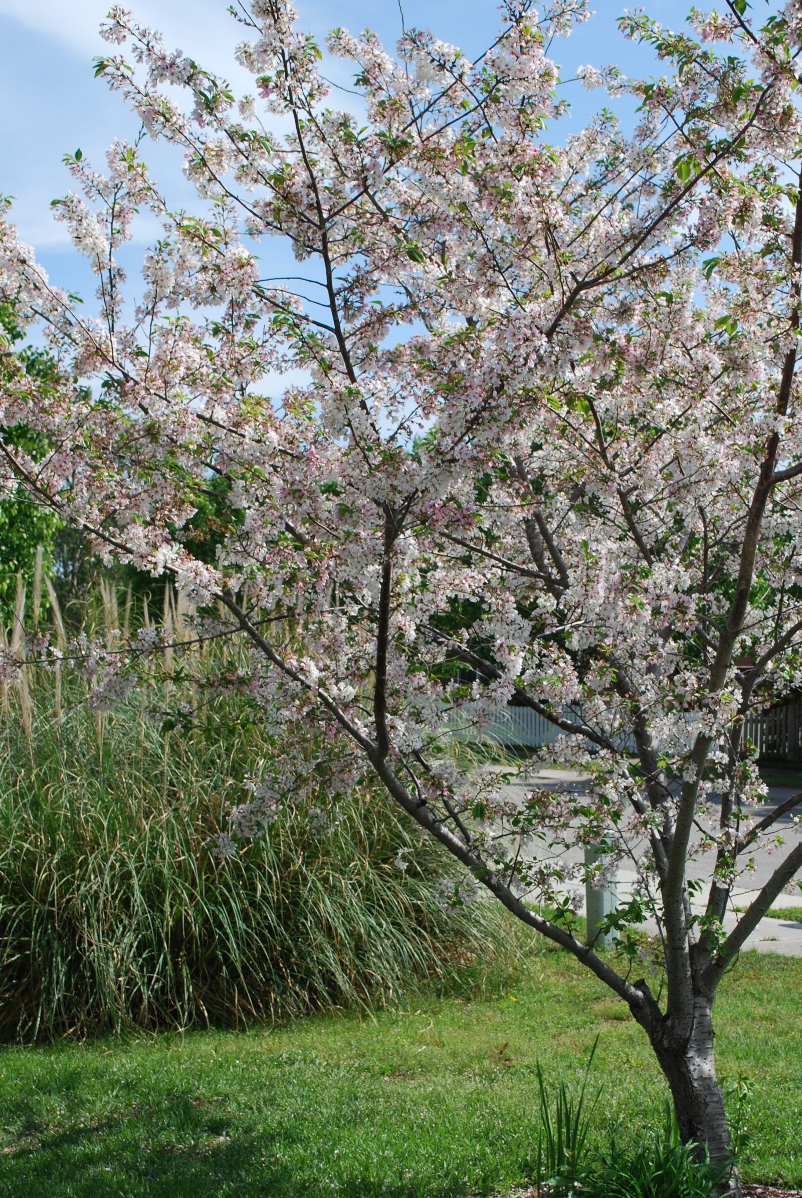 A tree with delicate pink blossoms near a riverbank in a park.