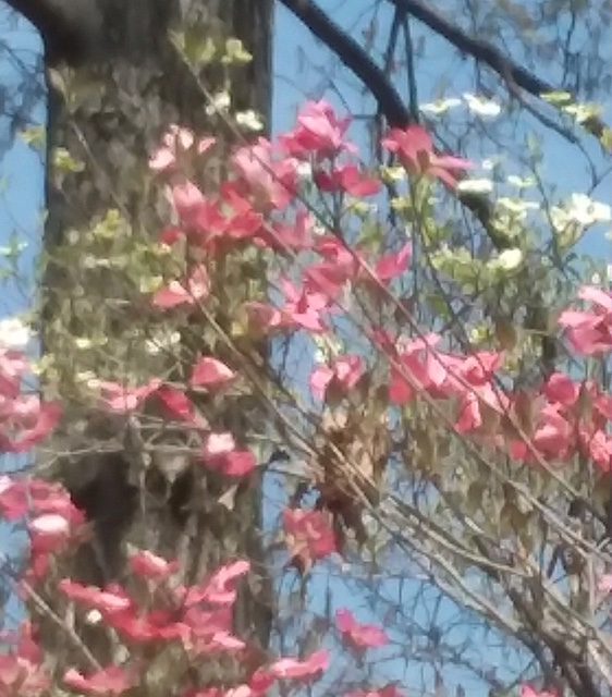 Pink blossoms on tree branches against a blue sky.
