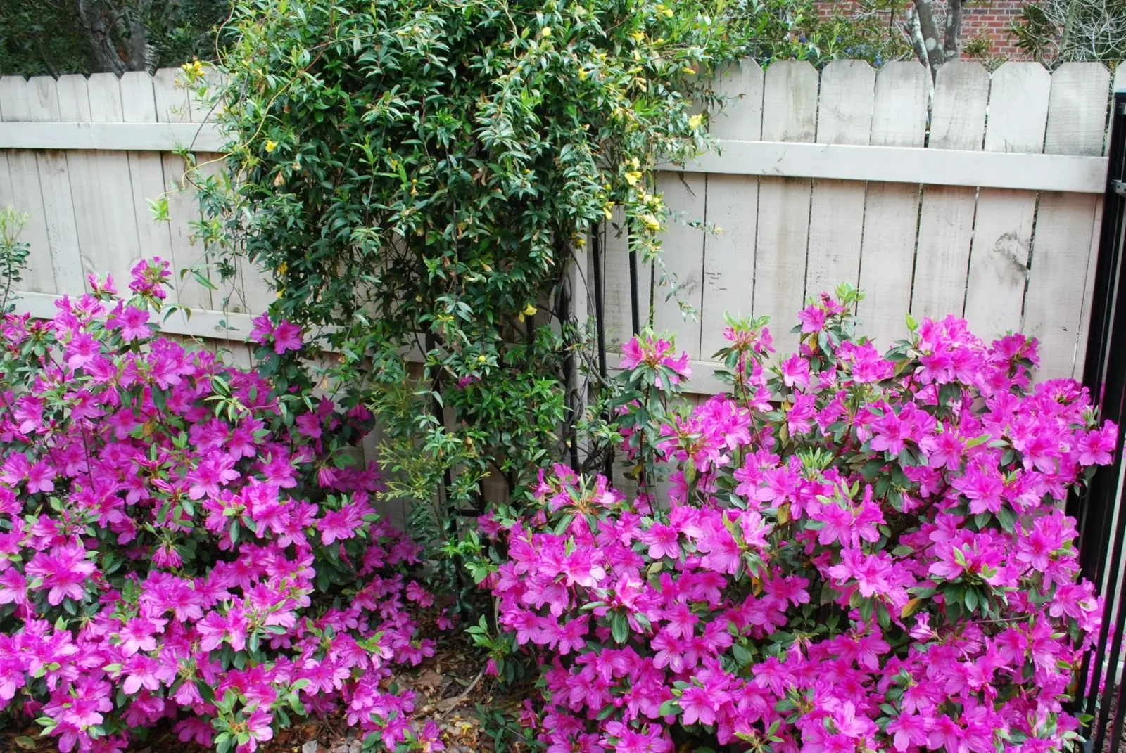A Vibrant pink azalea flowers blooming in a garden against a wooden fence.