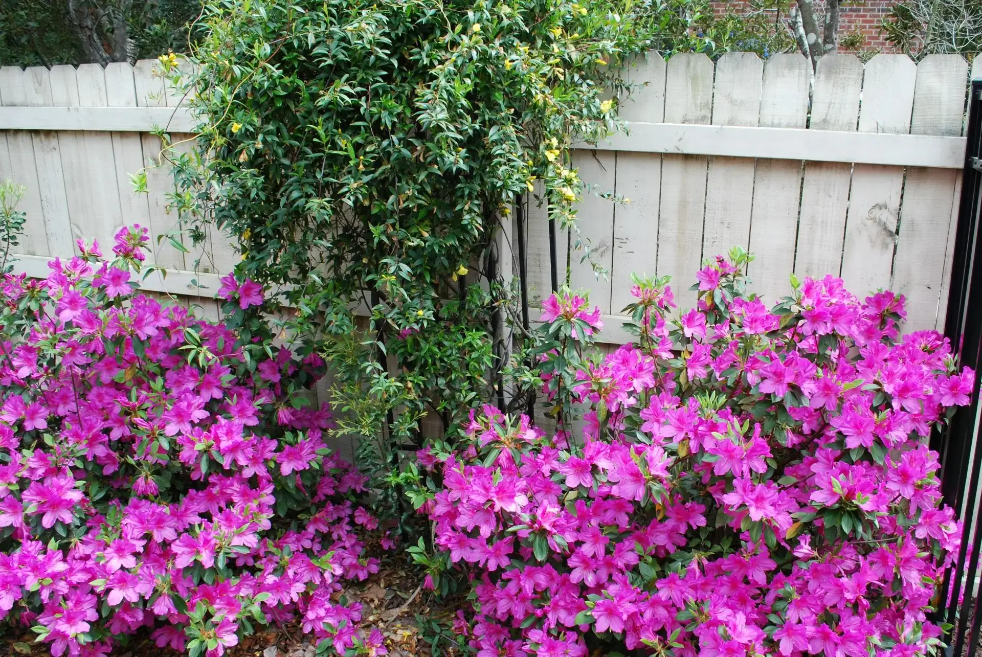Vibrant pink azalea flowers blooming in a garden against a wooden fence.